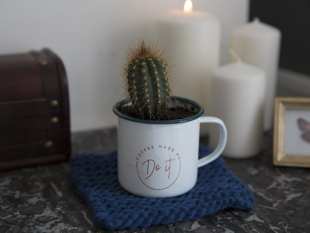 Cactus dans une tasse reposant sur une manique en laine